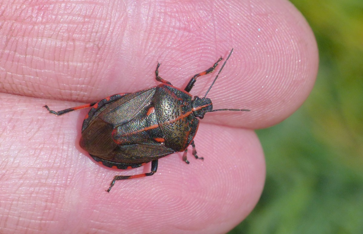 Pentatomidae.......quale....?????  Jalla dumosa